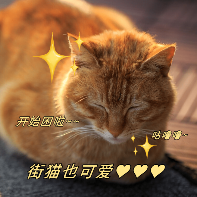 萌宠冬季晒照宠物猫猫晒图模板预览效果
