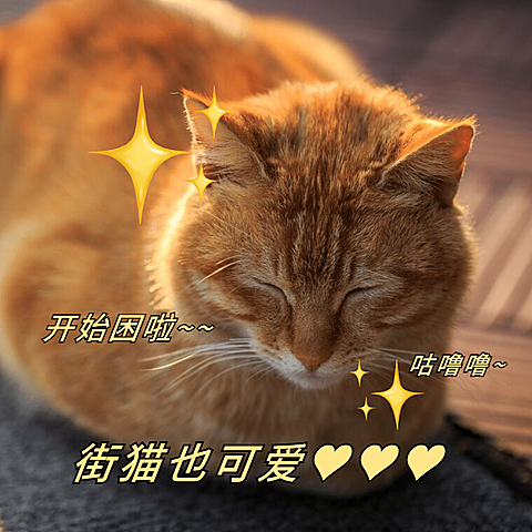 萌宠冬季晒照宠物猫猫晒图模板