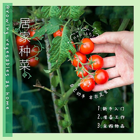 居家种菜种番茄边框简约风plog模板