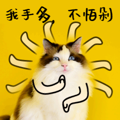 双十二双12不怕剁手猫咪宠物GIF动图表情包预览效果
