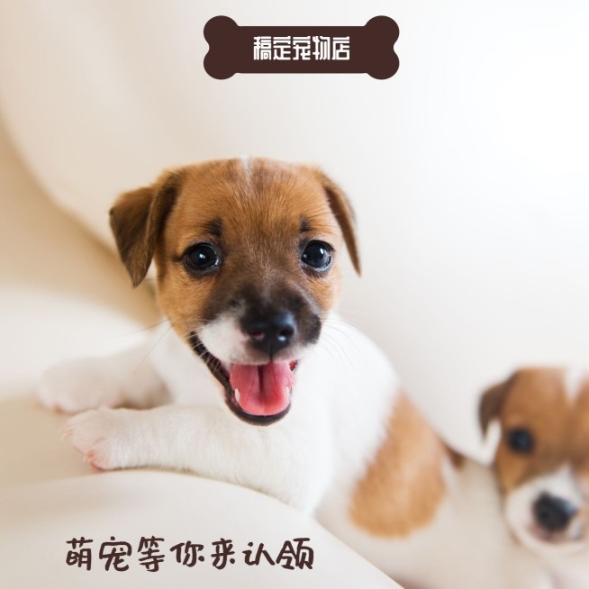 稿定宠物店朋友圈封面预览效果