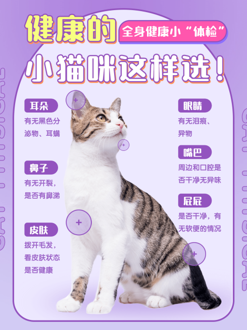 宠物猫萌宠科普简约小红书封面配图预览效果
