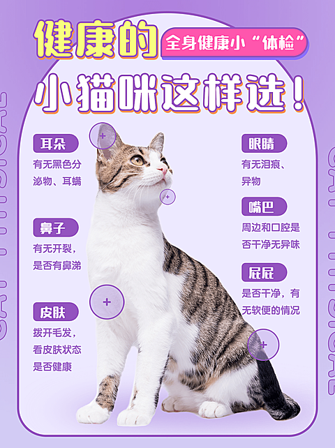 宠物猫萌宠科普简约小红书封面配图