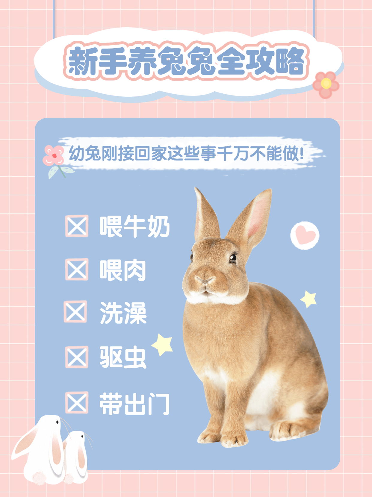 宠物兔萌宠可爱风小红书封面配图