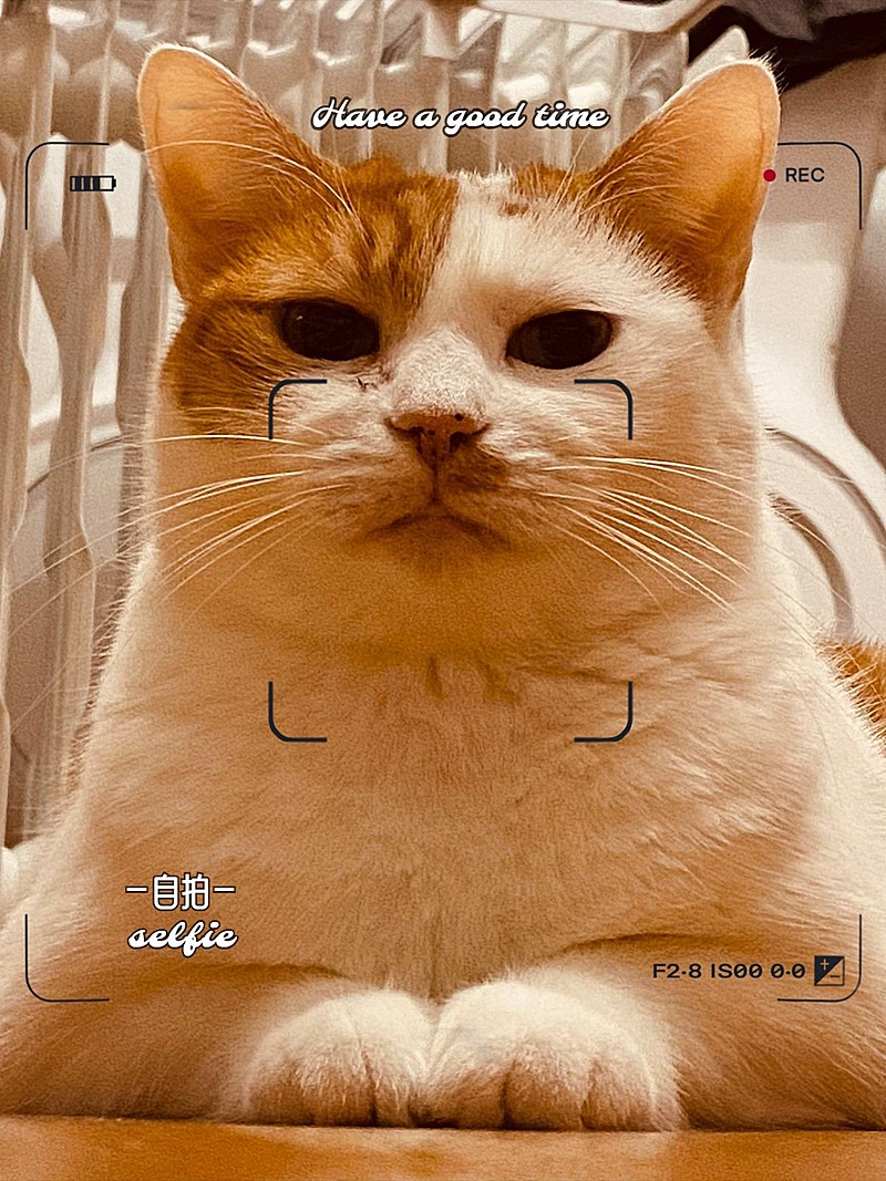 宠物萌宠晒照界面风plog模板