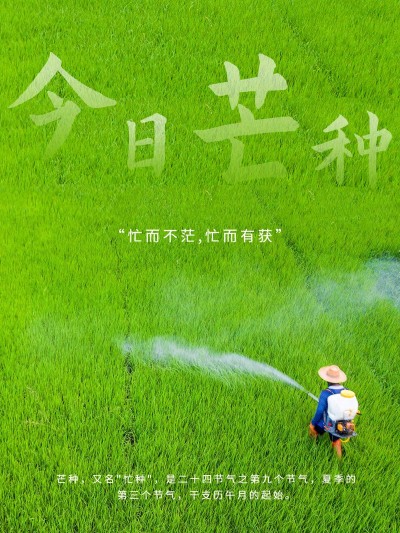 芒种节气风景简约风plog模板