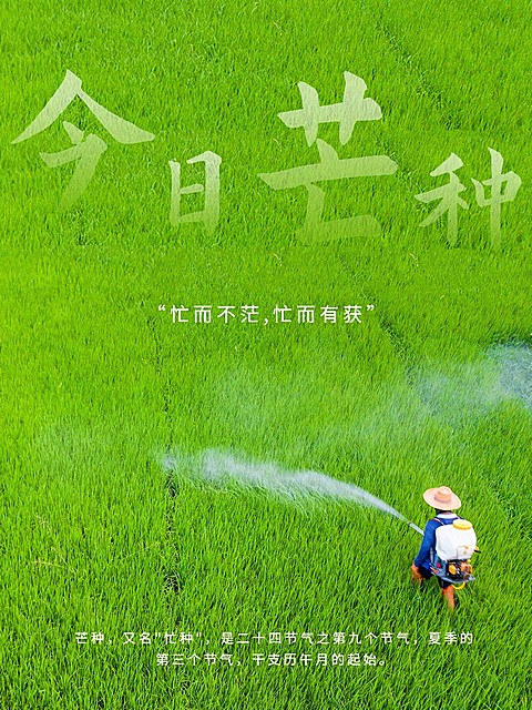 芒种节气风景简约风plog模板