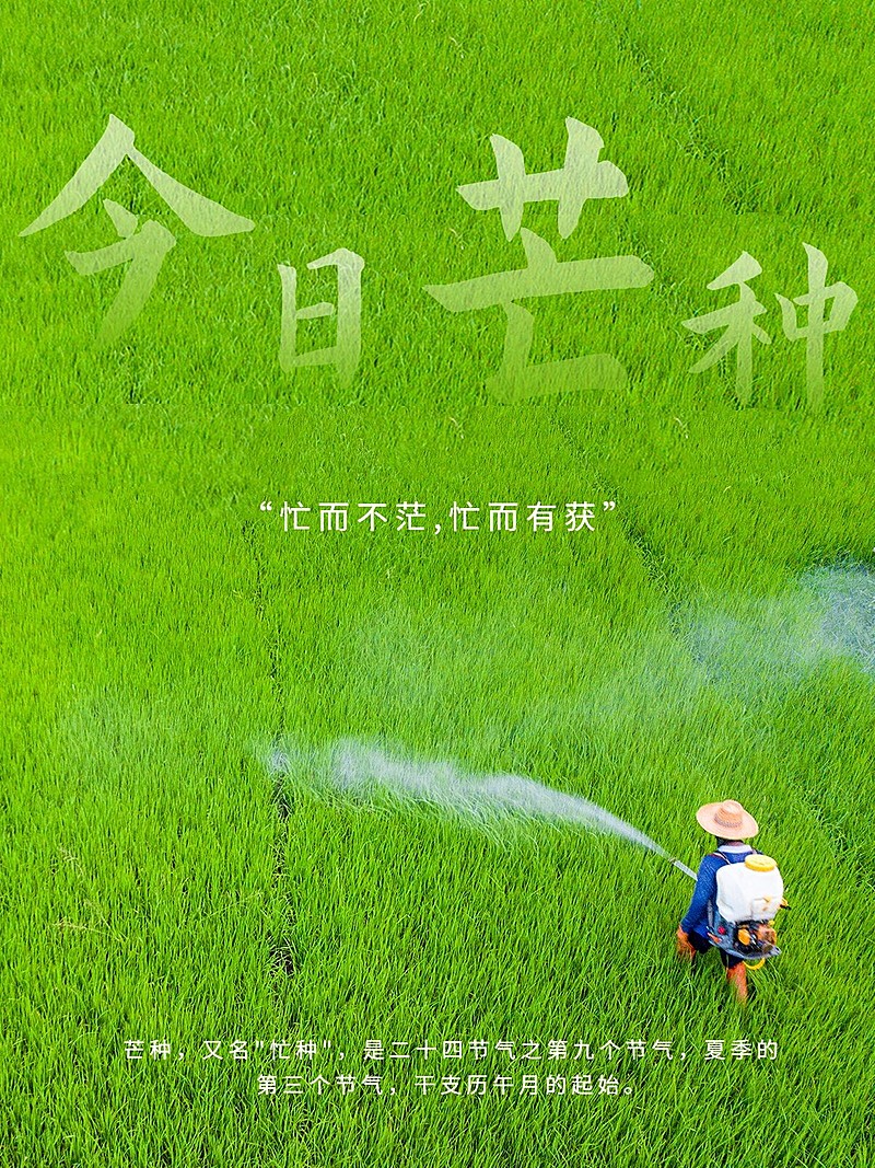 芒种节气风景简约风plog模板