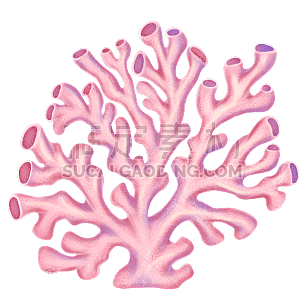 手绘海洋元素装饰贴纸-珊瑚