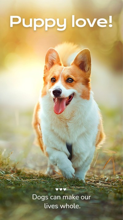 Simple Field Sunlight Running God Pet Photos Instagram Story