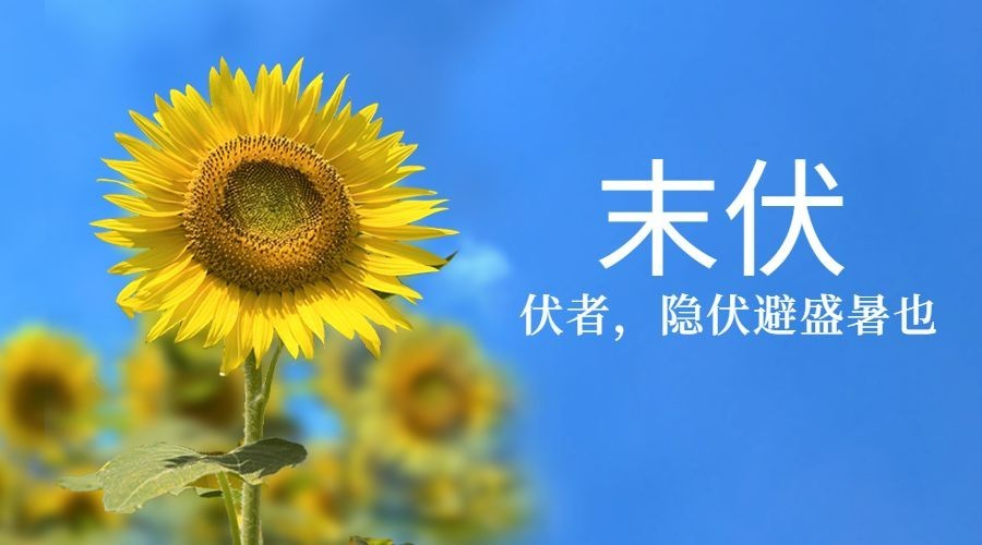 中伏三伏夏季实景横版海报预览效果