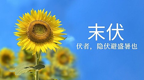 中伏三伏夏季实景横版海报