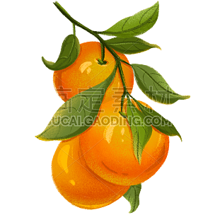 手绘-水果美食元素贴纸-橘子