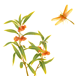 手绘-中国风植物花卉贴纸-花卉