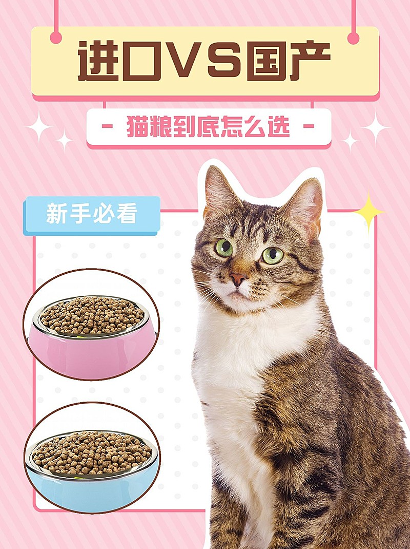 宠物知识科普小红书封面