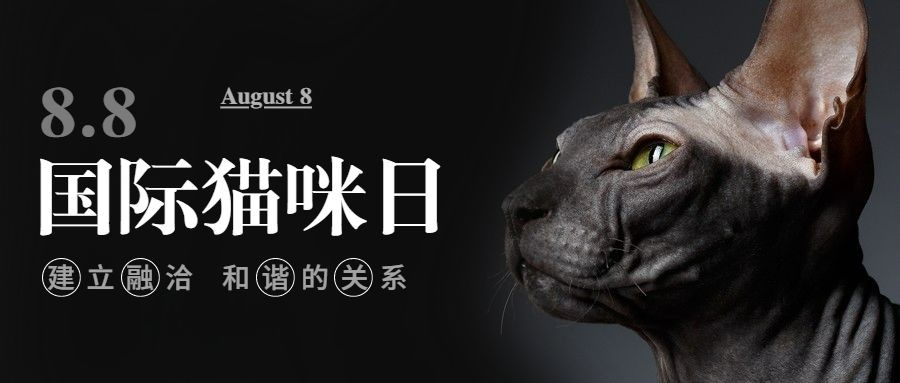 国际猫咪日动物保护公益宣传公众号首图预览效果