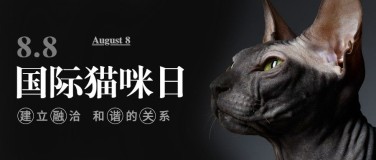 国际猫咪日动物保护公益宣传公众号首图