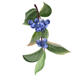 手绘-水果美食元素贴纸-蓝莓