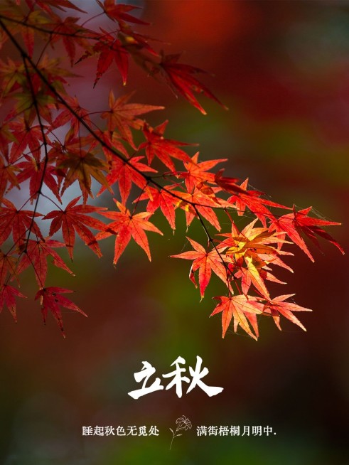 立秋晒风景分享节气简约风plog模板预览效果