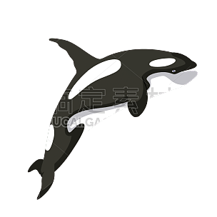 扁平套系-动物-鲸鱼