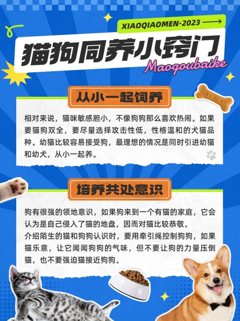 宠物知识攻略科普小红书配图预览效果