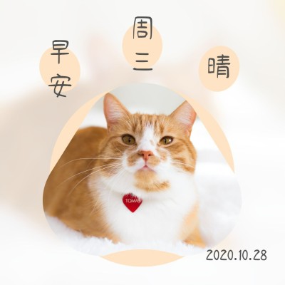 方形日签早安问候萌宠喵星人