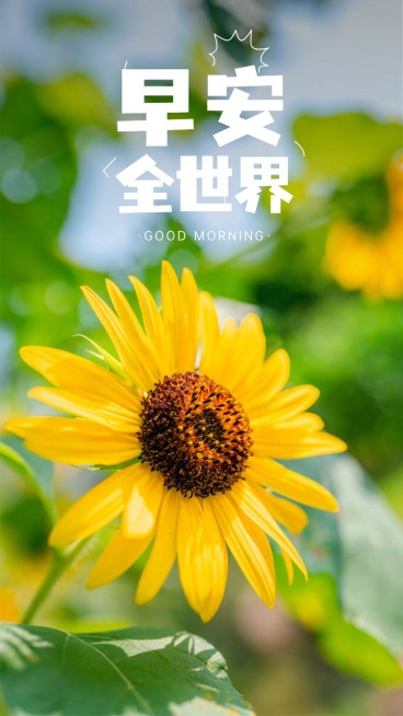 早安问候向日葵手机海报预览效果