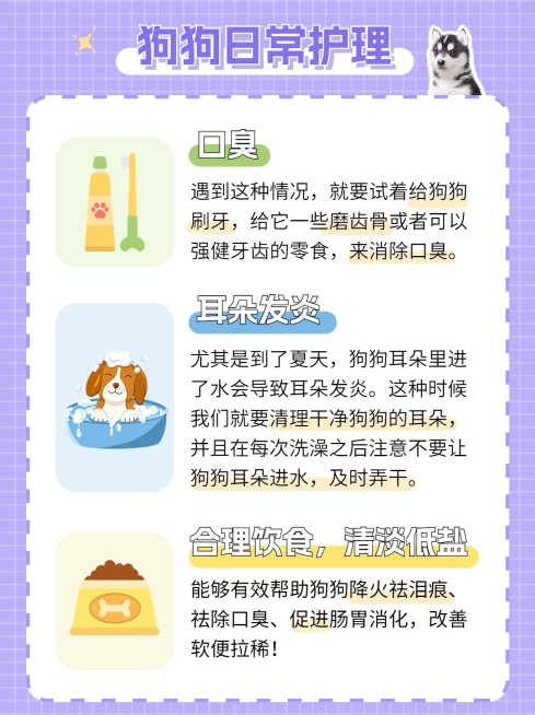 宠物知识科普小红书配图预览效果