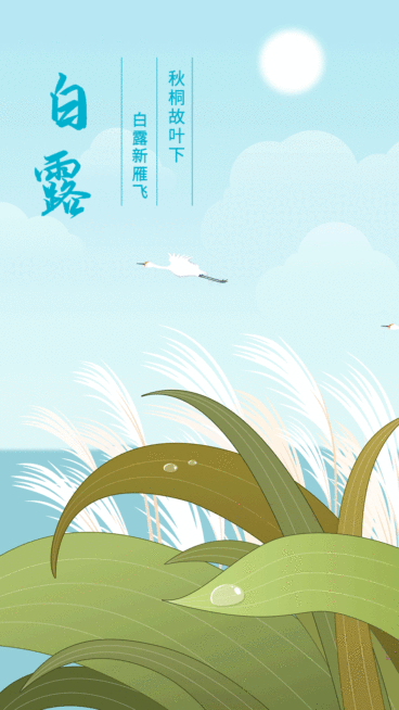 寒露白露节气动态海报预览效果