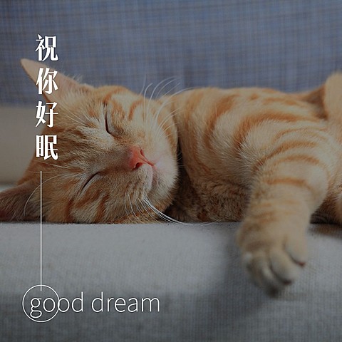 祝你好眠萌宠晚安问候方形海报