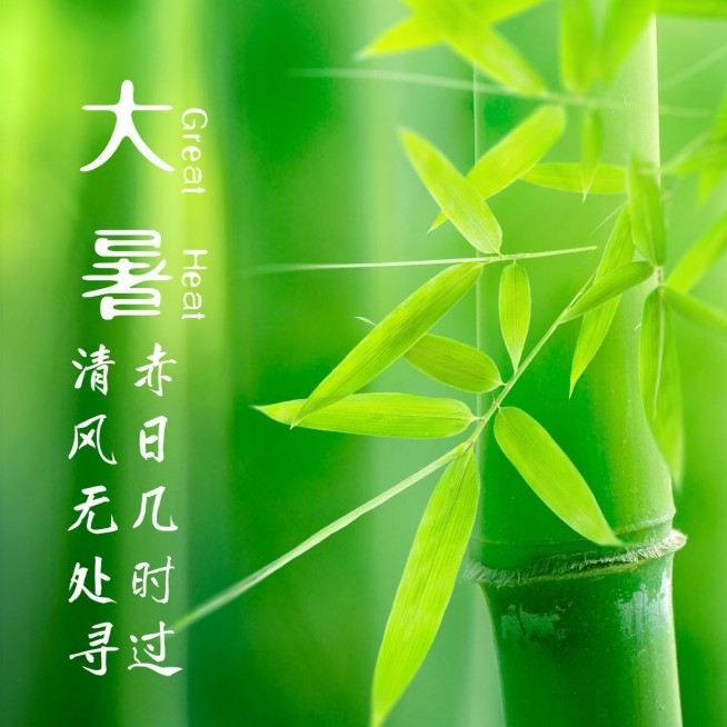 大暑节气祝福实景竹林方形海报预览效果