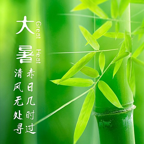 大暑节气祝福实景竹林方形海报