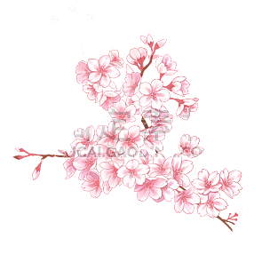 中国风-植物元素-樱花