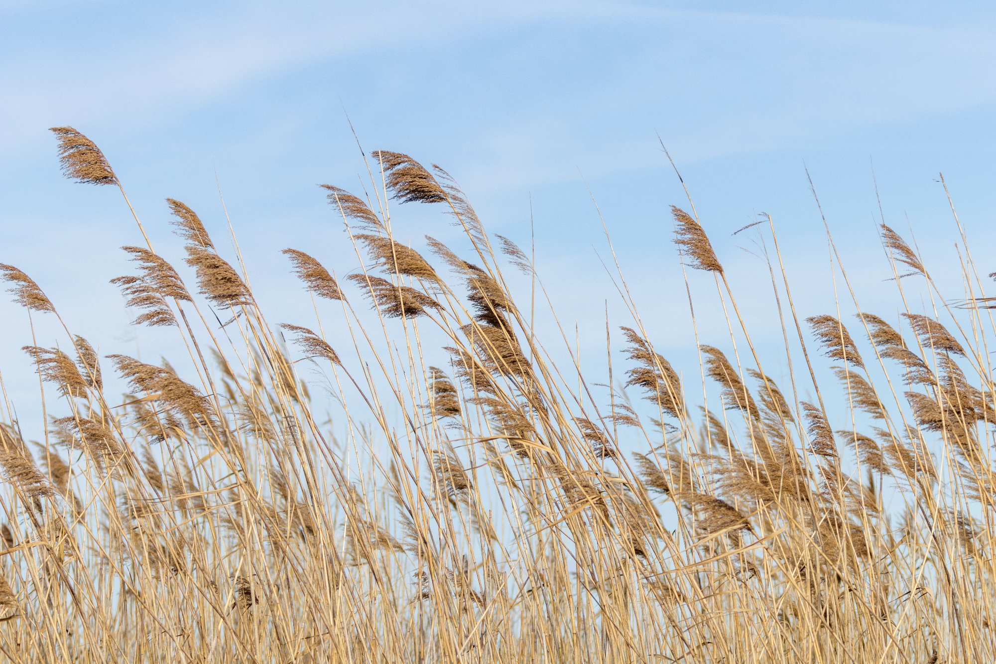 普通芦苇,Common reed, Dry reeds, blue sky, (Phragmites australis)_模板素材-稿定设计