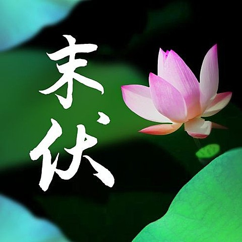 末伏三伏天祝福实景莲花公众号次图