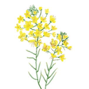 手绘-水彩花卉植物贴纸2