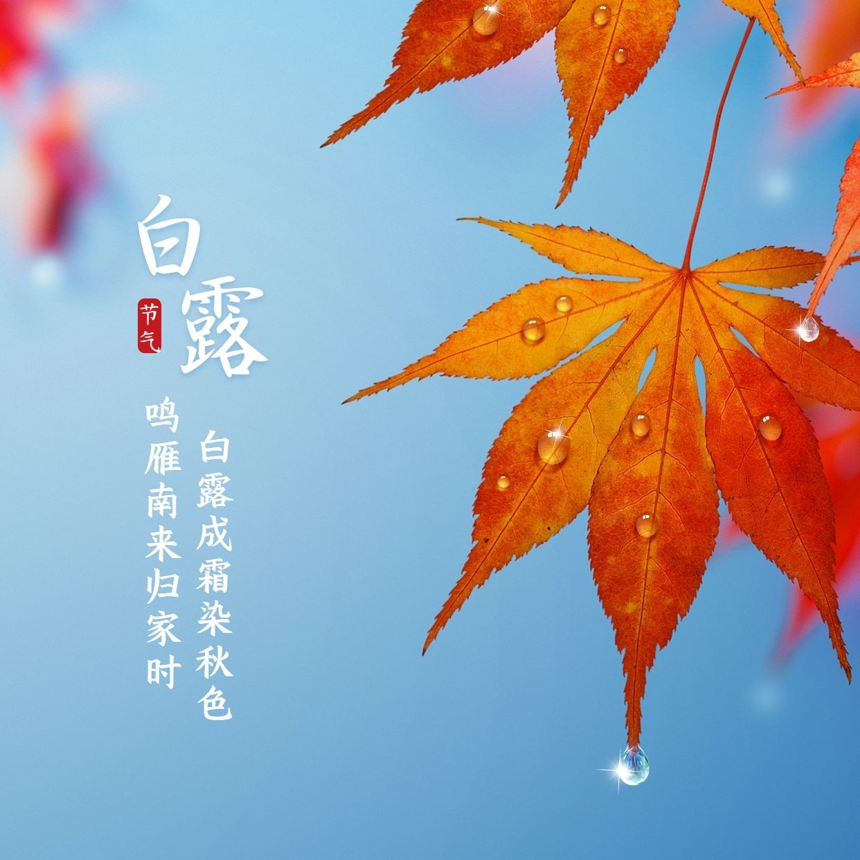 点击进入编辑 白露节气白鹭秋天实景方形海报预览效果