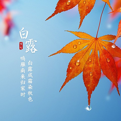 白露节气白鹭秋天实景方形海报