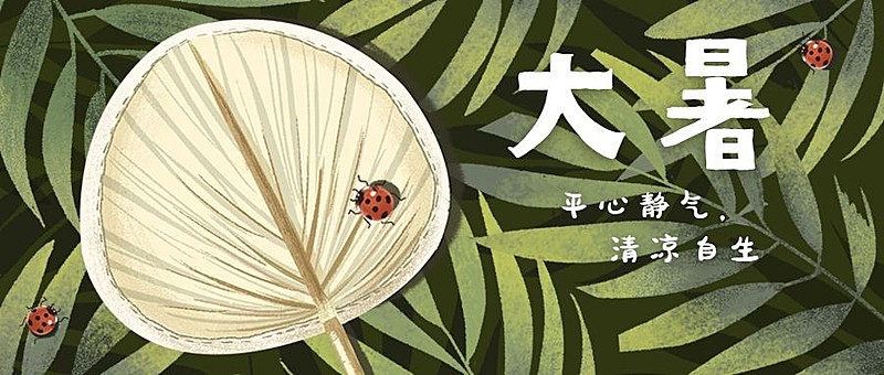大暑节气植物蒲扇夏日公众号首图