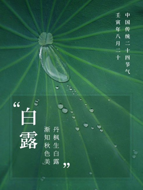白露节气简约风晒照plog预览效果