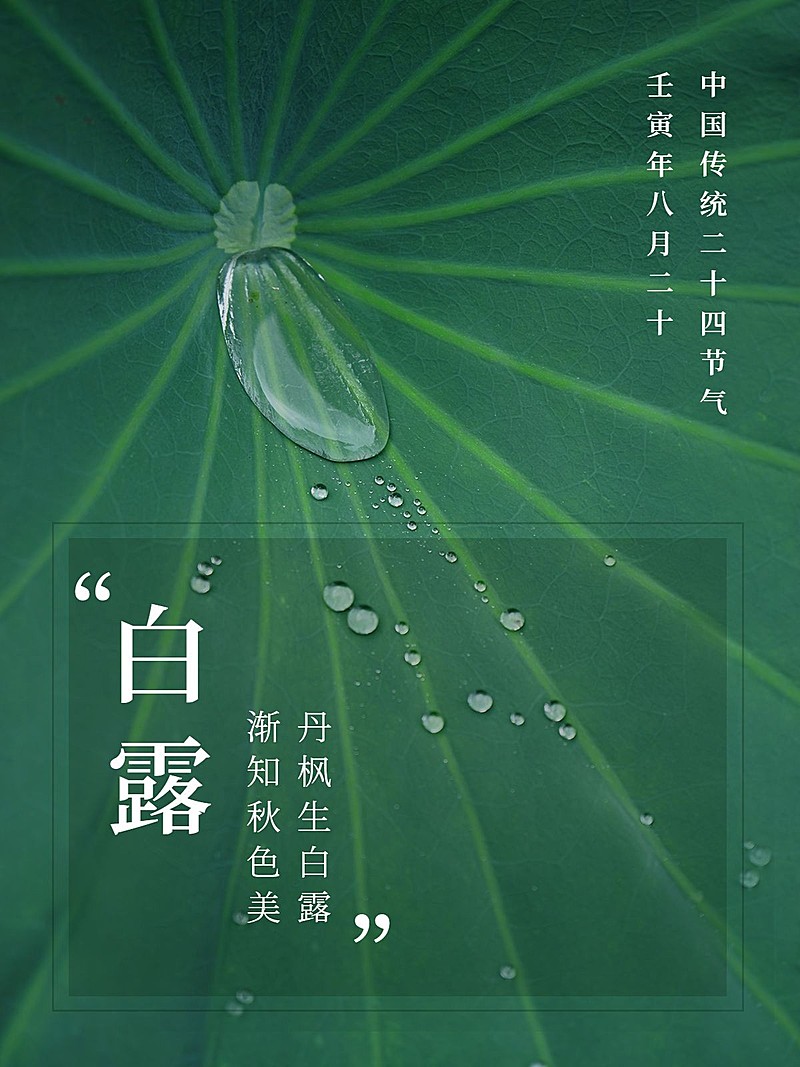 白露节气简约风晒照plog