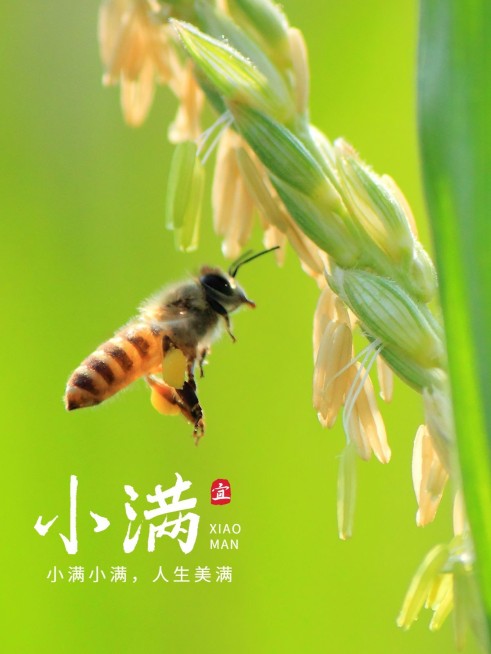 夏日节气小满风景晒照简约风plog模板预览效果