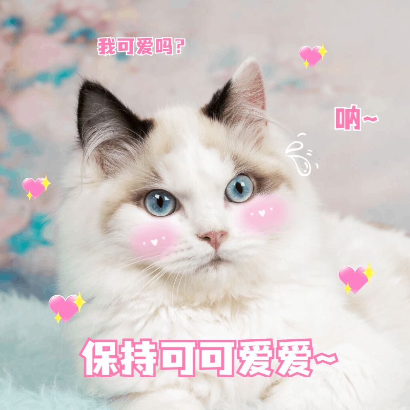 萌宠晒照宠物猫猫晒图模板-拒绝营业