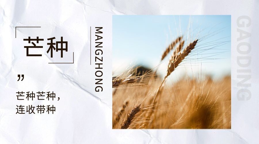 芒种节气文艺实景banner预览效果