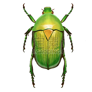 手绘-小昆虫写实风元素贴纸-甲虫