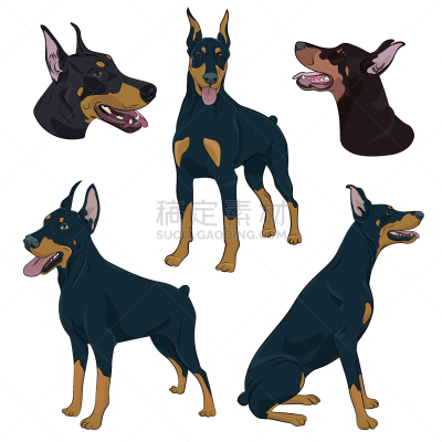 警犬,注视镜头,反差,动物手,可爱的,狗屋,纯种犬,肖像,绘制,服从