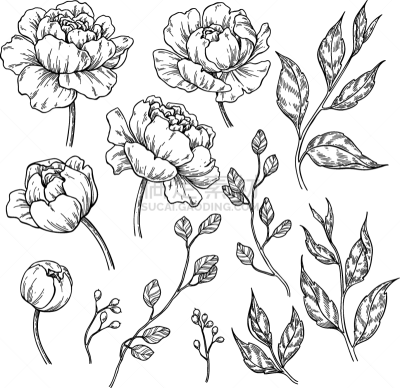 牡丹,叶子,分离着色,玫瑰,花朵,枝,绘制,花,收集,装饰
