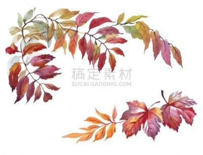 秋天,叶子,水彩背景,分离着色,白色,黄色,有机食品,自然,红色,收集