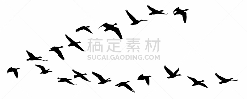 鸟类,矢量,图像,动物,飞,剪影