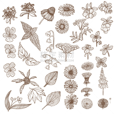 草药,动物手,四元素,白屈菜,野金盏花,顺势医学,健康保健,背景分离,甘草糖,药